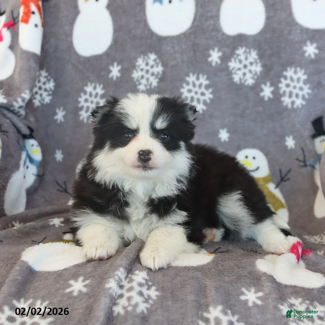 Pomsky dogs for sale: Beatrix - Ad 5