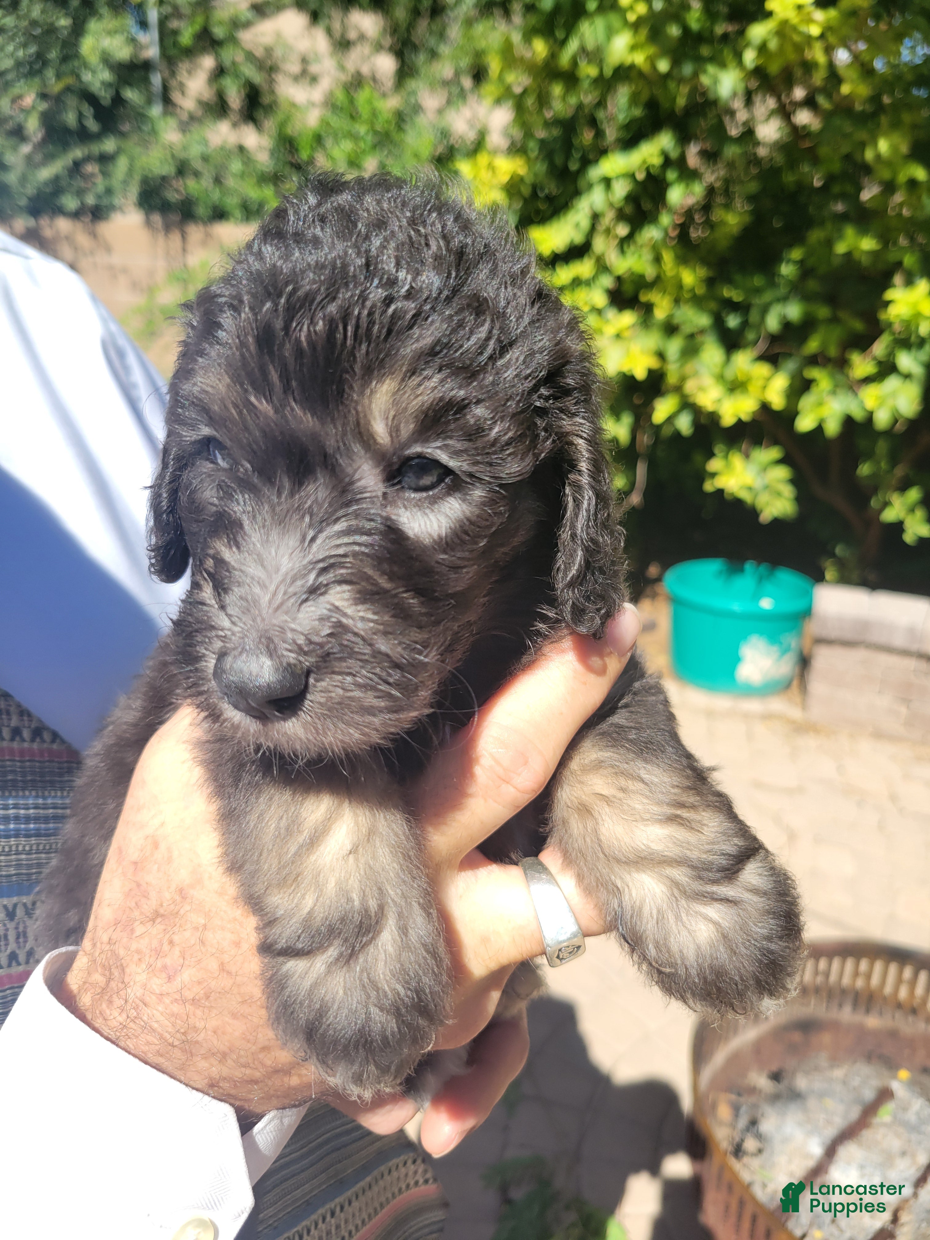 Aussiedoodle dogs for sale: Aussiedoodle Flora - Ad 10