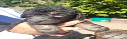 Aussiedoodle dogs for sale: Aussiedoodle Flora - Ad 1