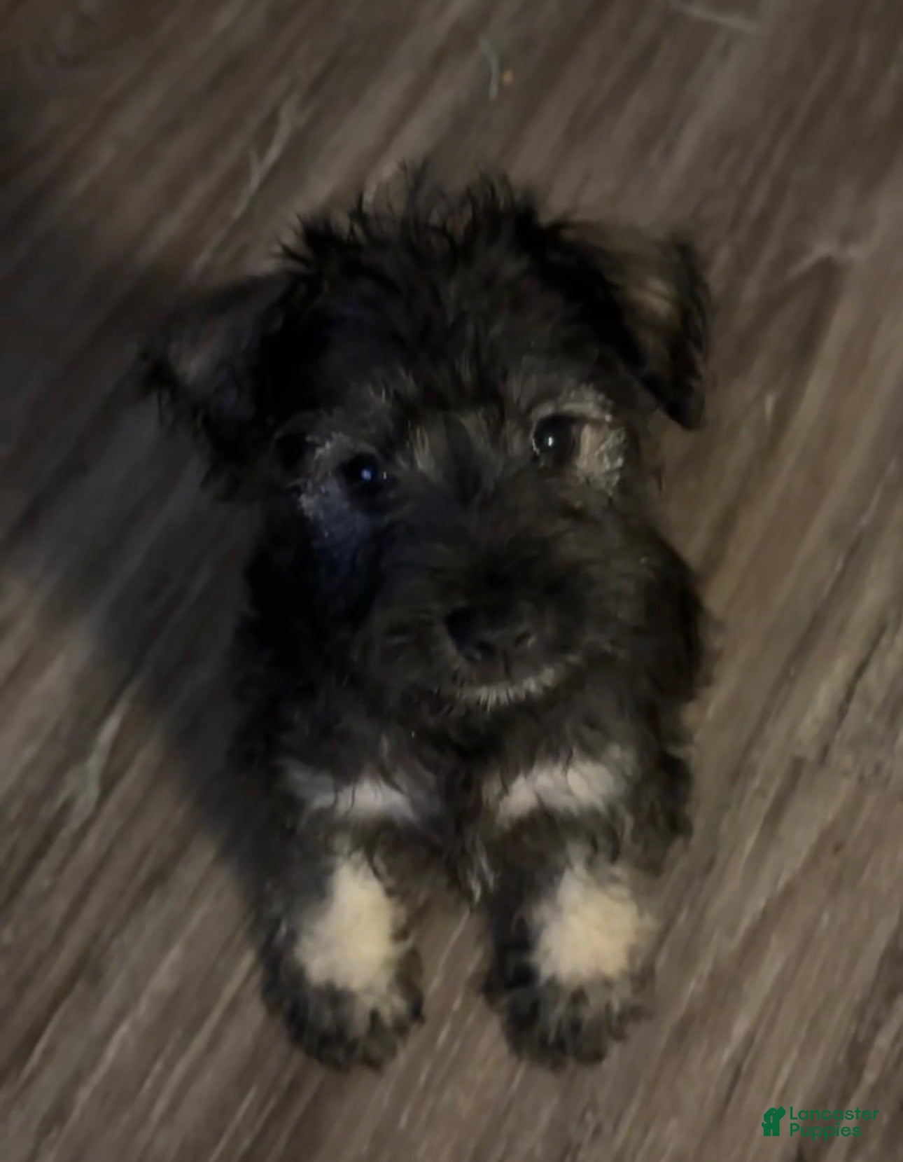 Miniature Schnauzer dogs for sale: Miniature Schnauzer Puppy 2 - Ad 1