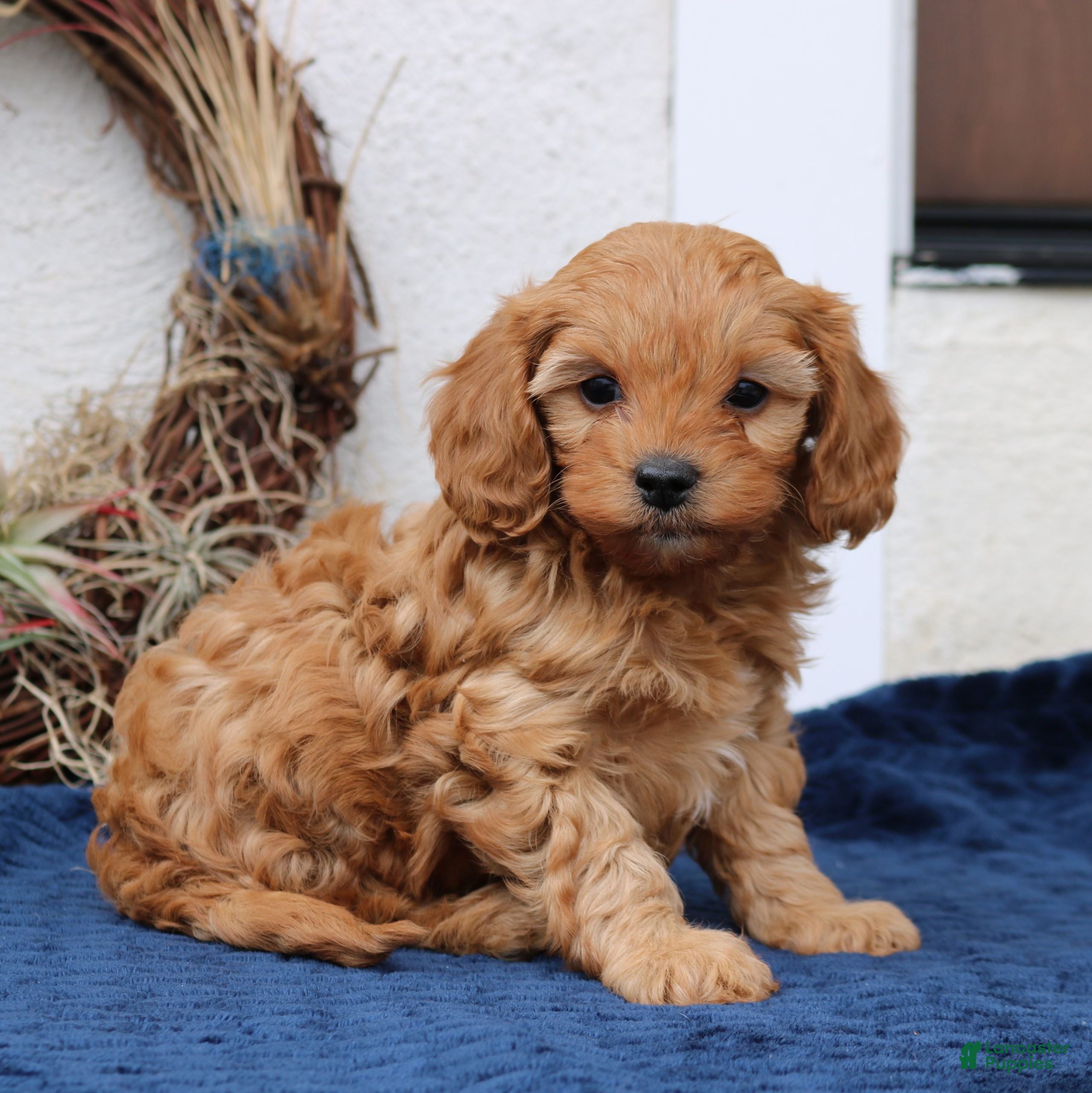 Cavapoo dogs Theodore  - Ad 40