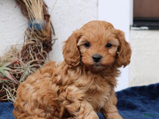 Cavapoo dogs Theodore - Ad 29