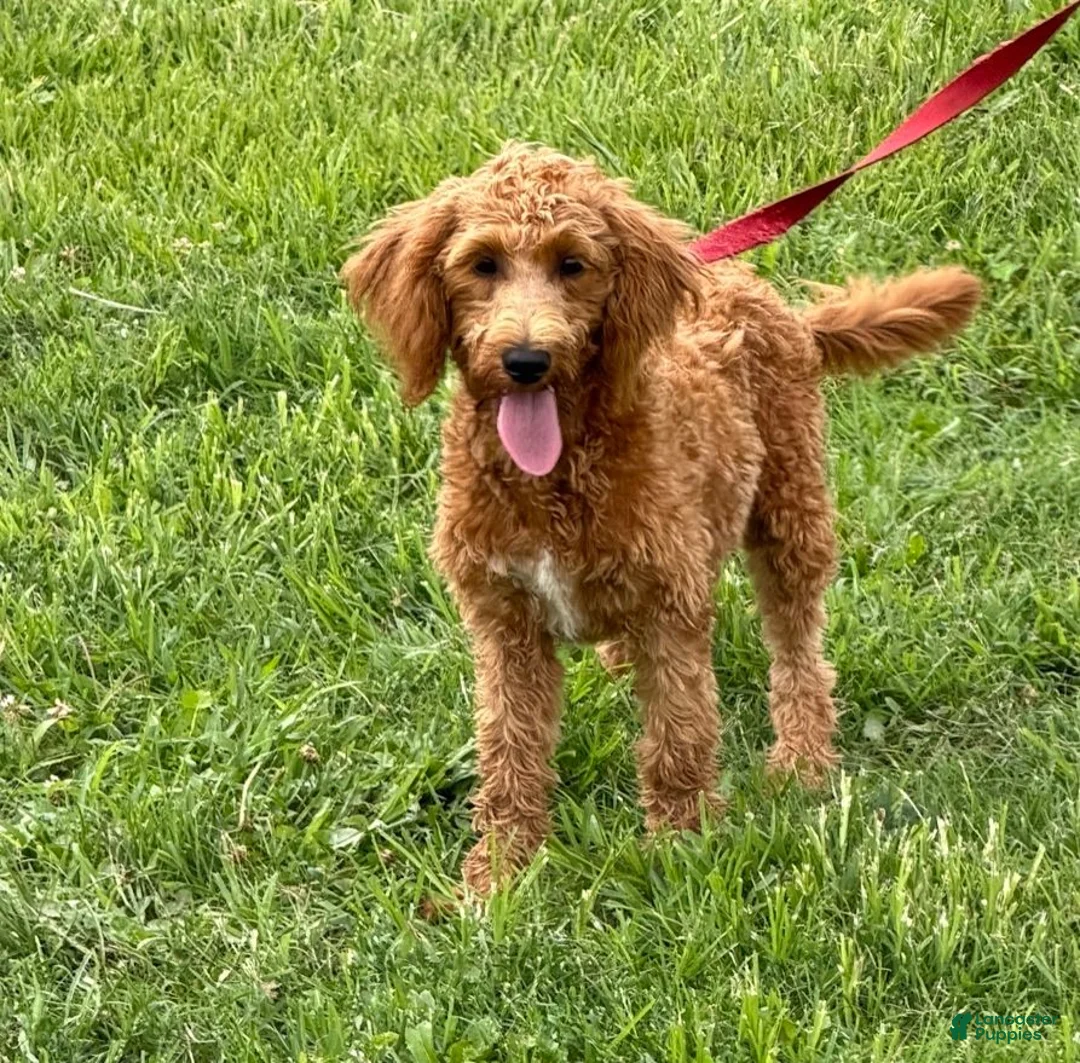 Labradoodle dogs for sale: Mini Labradoodle Tanzy - Ad 7