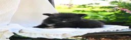 Pomeranian dogs for sale: Flit - Ad 4