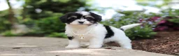 Cavachon dogs for sale: Lana - Ad 3