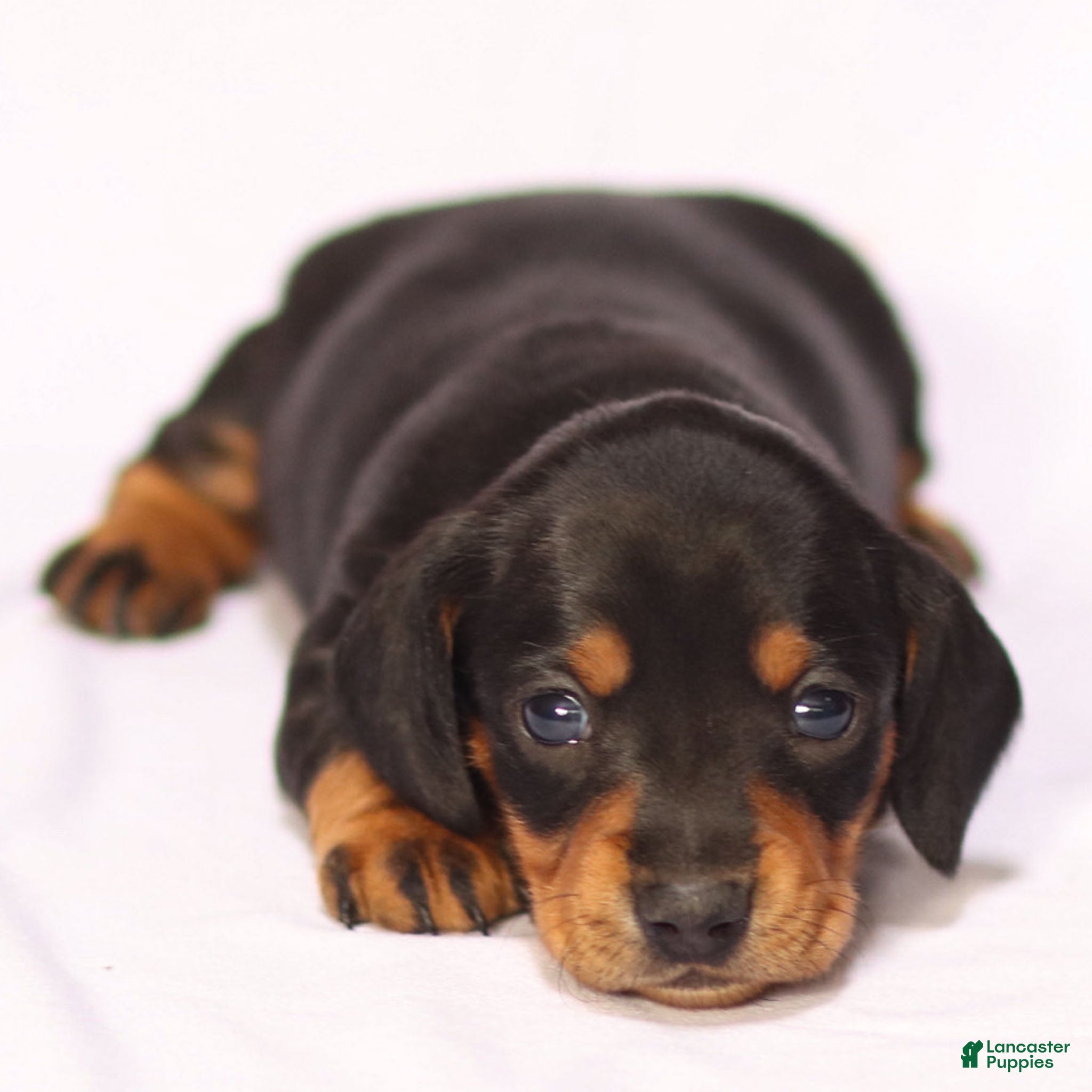 Miniature Dachshund dogs Darling  - Ad 10