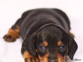 Miniature Dachshund dogs Darling - Ad 28
