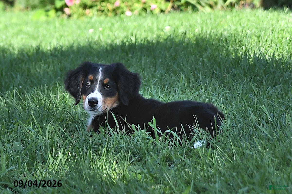 Bernese Mountain Dog dogs Kallia - Ad 2