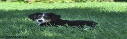 Bernese Mountain Dog dogs for sale: Kallia - Ad 7