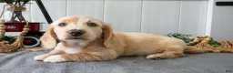 Miniature Dachshund dogs for sale: Moe - Ad 3