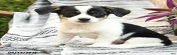 Mixed Breed dogs for sale: Ranger - Ad 3