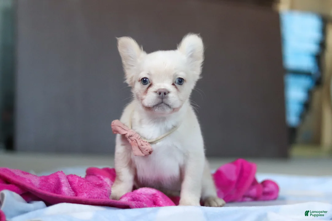 French Bulldog dogs for sale: Angela - Ad 4