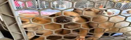 Mixed Breed dogs for sale: Pitsky male - Ad 24