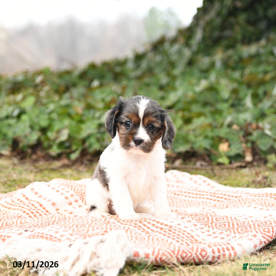 Cavalier King Charles Spaniel dogs Calvin - Ad 1