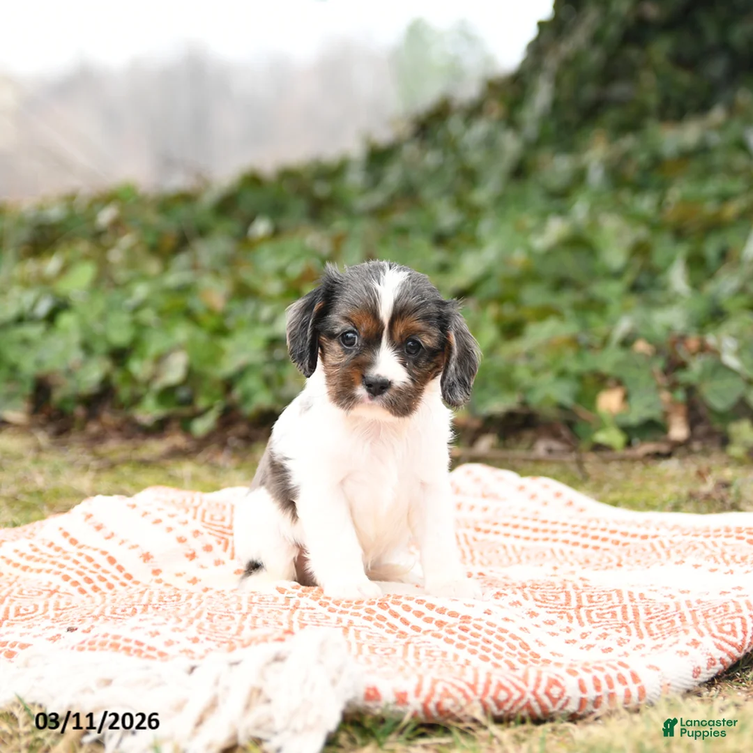 Cavalier King Charles Spaniel dogs for sale: Calvin - Ad 1