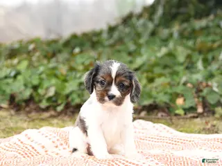Cavalier King Charles Spaniel dogs for sale: Calvin - Ad 1
