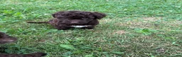 Mini Aussiedoodle dogs for sale: Mini Aussiedoodle Puppy 3 - Ad 4