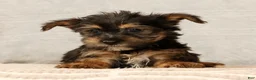 Yorkshire Terrier dogs for sale: Hailey - Ad 6