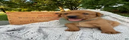 Labrador Retriever dogs for sale: River - Ad 4