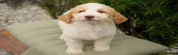 Goldendoodle dogs for sale: Merle Male - Ad 2