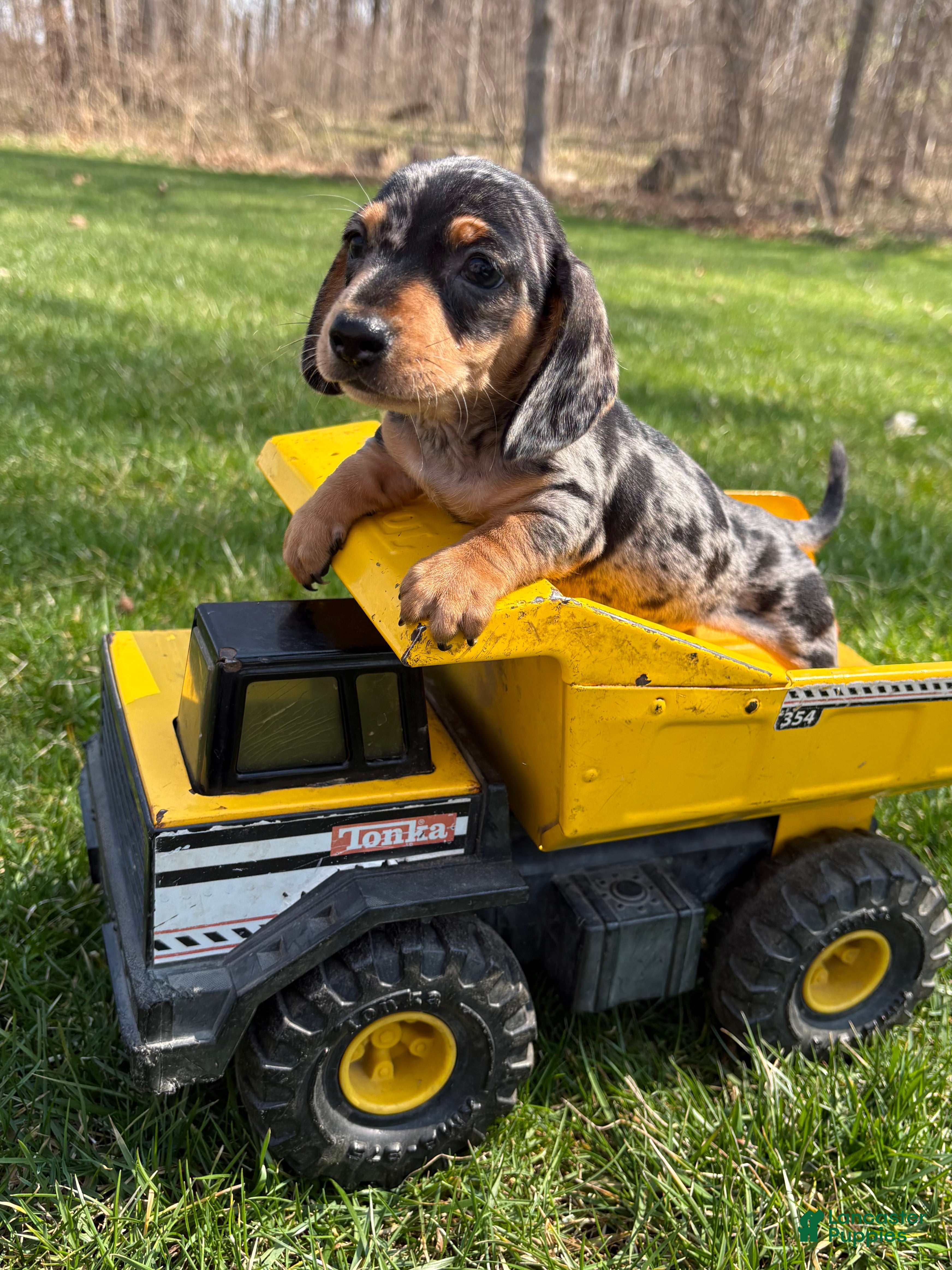 Dachshund dogs Tanner - Ad 1