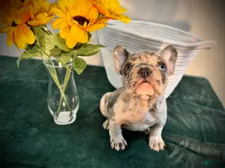 French Bulldog dogs for sale: French Bulldog Puppy 1 - Ad 4