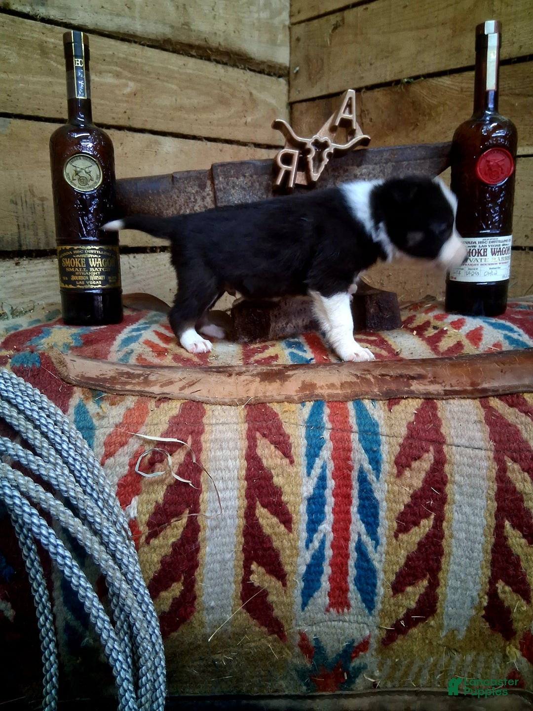 Border Collie dogs for sale: Border Collie Puppy 4 - Ad 4