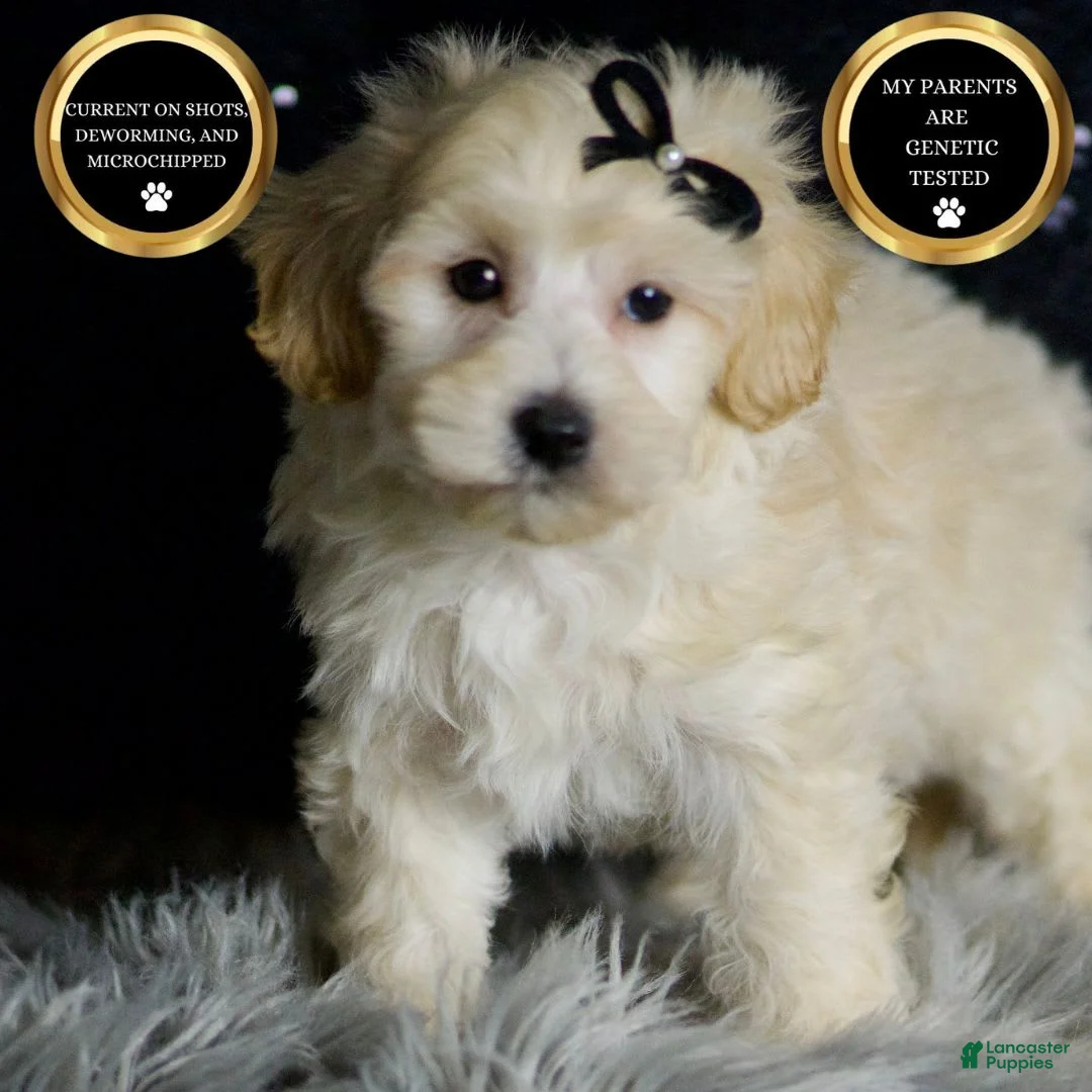 Maltipoo dogs for sale: Ares - Ad 1
