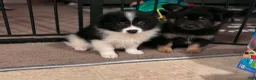 Pomeranian dogs for sale: Pomeranian 1 - Ad 4