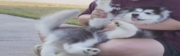 Alaskan Malamute dogs for sale: Xiao Hong - Ad 1