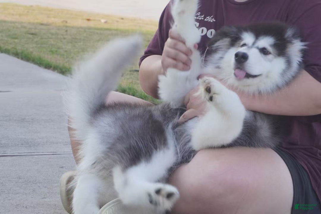 Alaskan Malamute dogs for sale: Xiao Hong - Ad 1