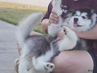 Alaskan Malamute dogs Xiao Hong - Ad 3