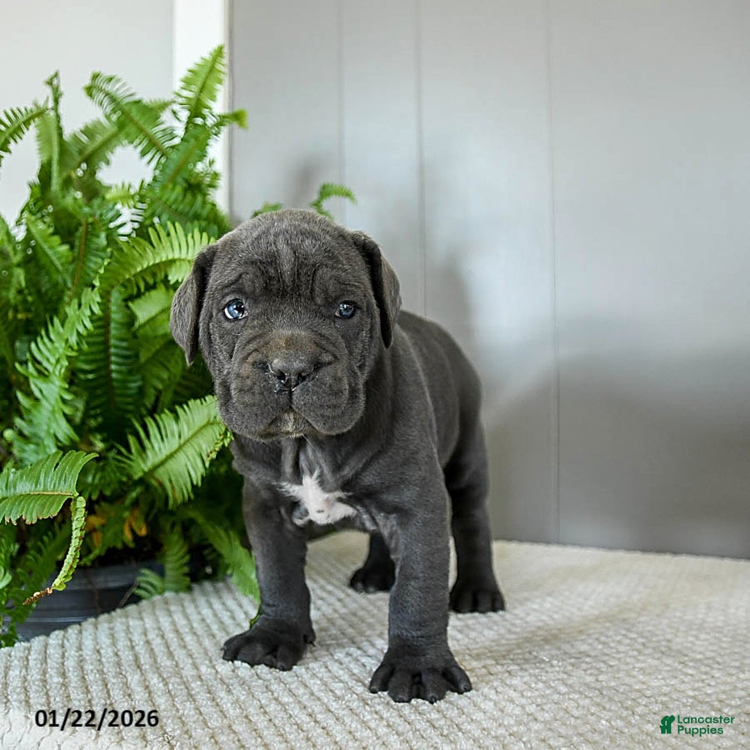 Cane Corso dogs for sale: Hazel - Ad 5