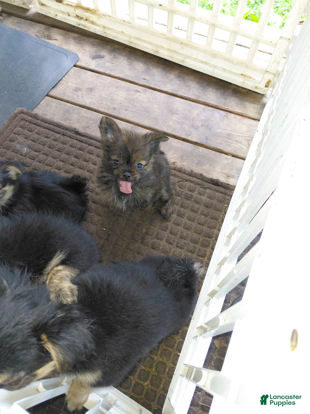 Mixed Breed dogs for sale: Molly Pitcher - Ad 2