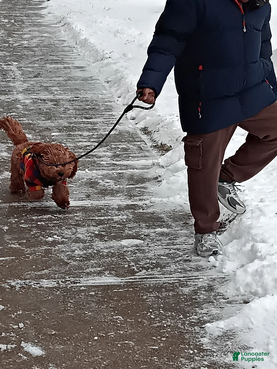 Cavapoo dogs for stud: Cavapoo - Ad 2