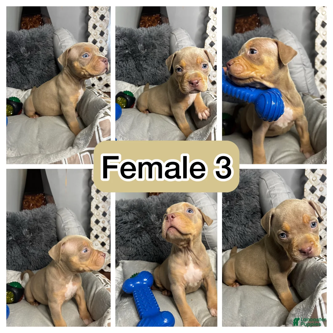 American Bully dogs for sale: Female 3 – Luxe (Lilac Tri) - Ad 2