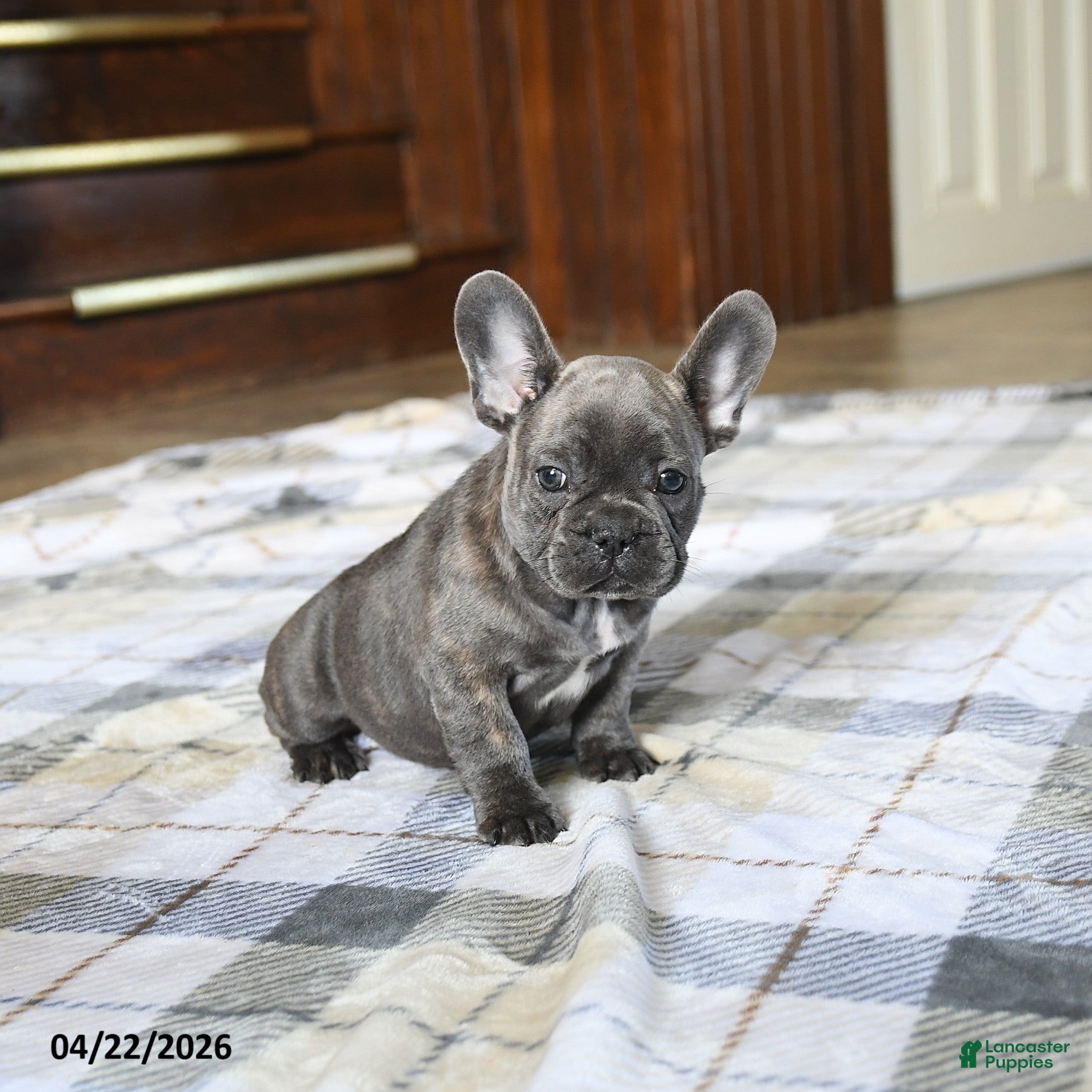 French Bulldog dogs Cuddles - Ad 2