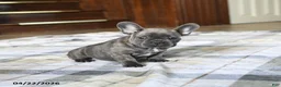 French Bulldog dogs for sale: Cuddles - Ad 2