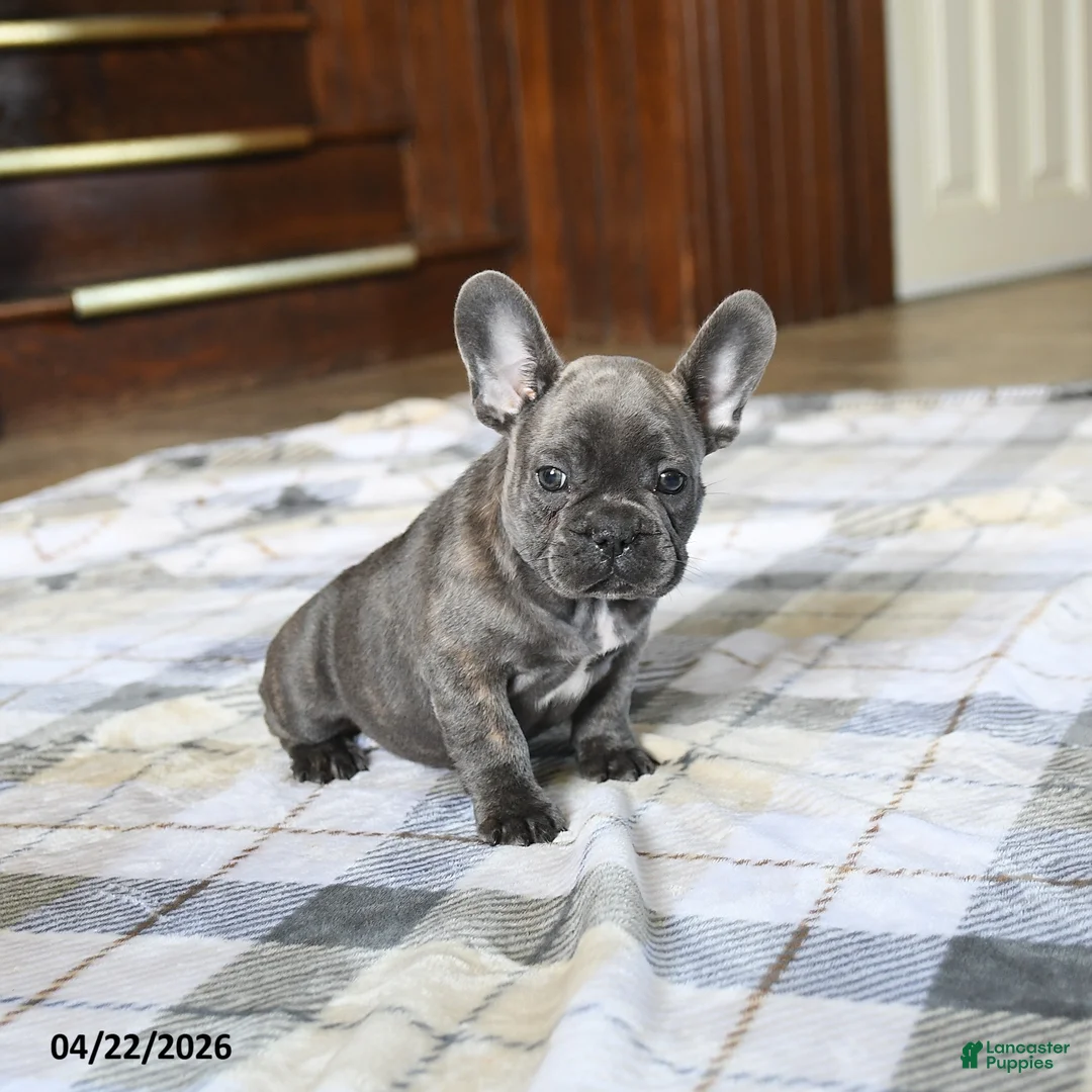 French Bulldog dogs for sale: Cuddles - Ad 2