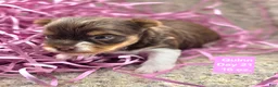 Yorkshire Terrier dogs for sale: Quinn - Ad 1