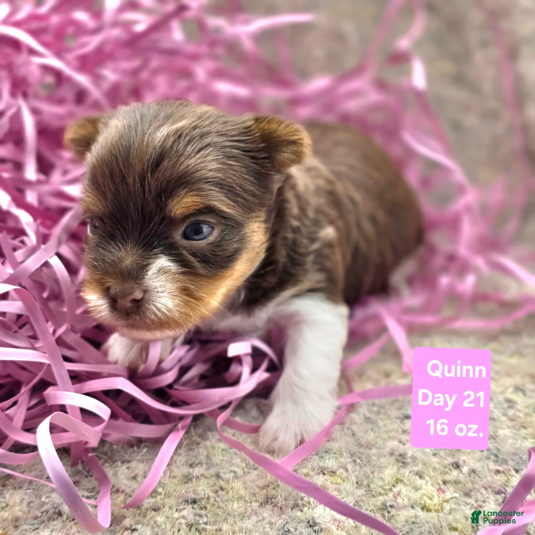 Yorkshire Terrier dogs for sale: Quinn - Ad 1