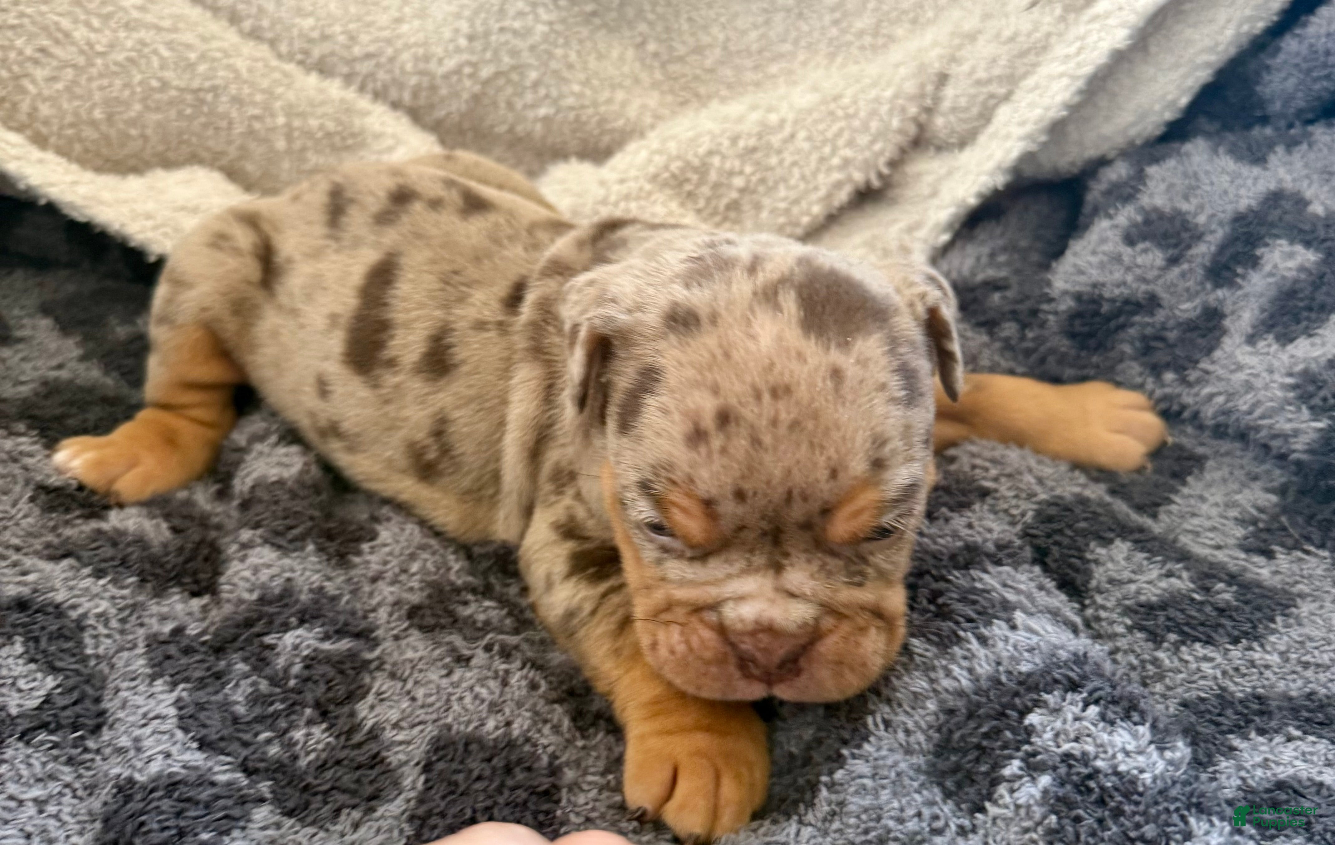 Olde English Bulldogge dogs Tri Chocolate Merle  - Ad 2