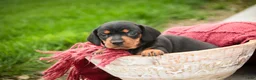 Miniature Dachshund dogs for sale: CeCe - Ad 2