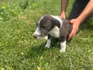 Mixed Breed dogs - Ad 2