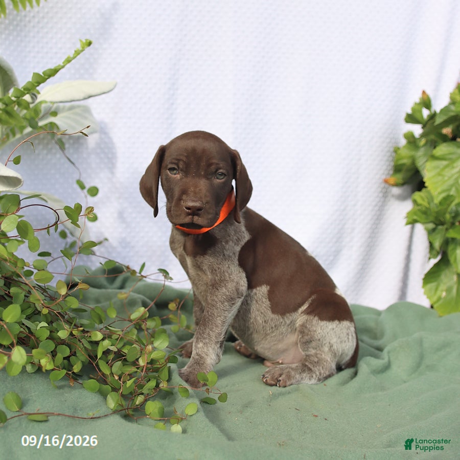 German Shorthaired Pointer dogs Murphy - Ad 2