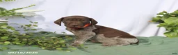 German Shorthaired Pointer dogs for sale: Murphy - Ad 2