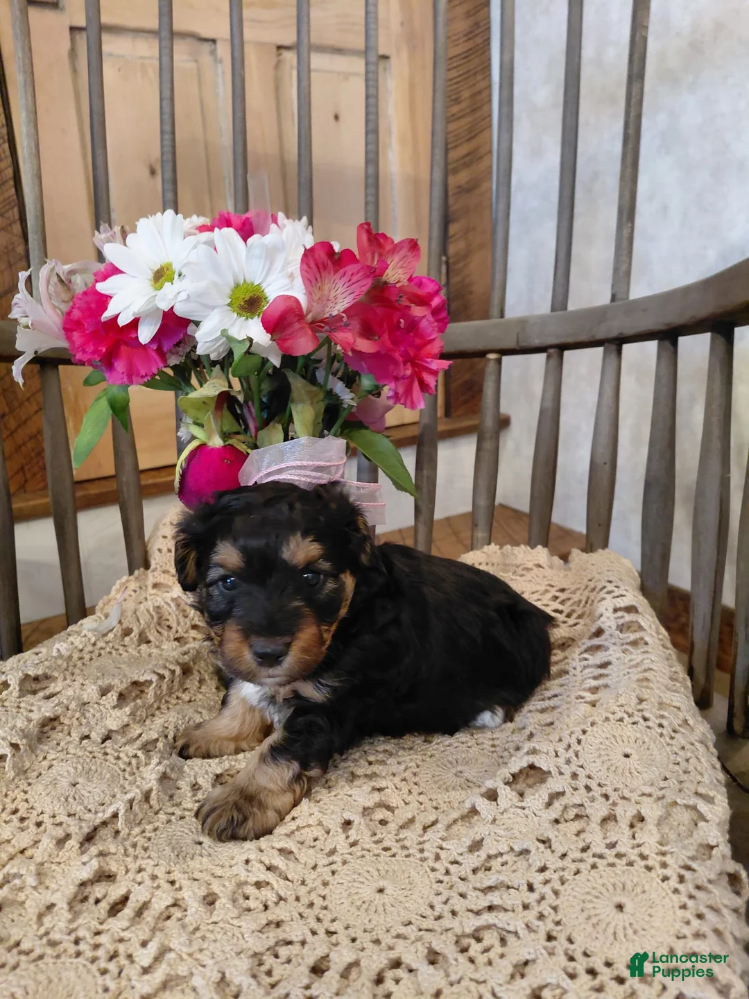 Mini Aussiedoodle dogs for sale: Derek - Ad 2