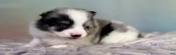 Pomeranian dogs for sale: Tux - Ad 4
