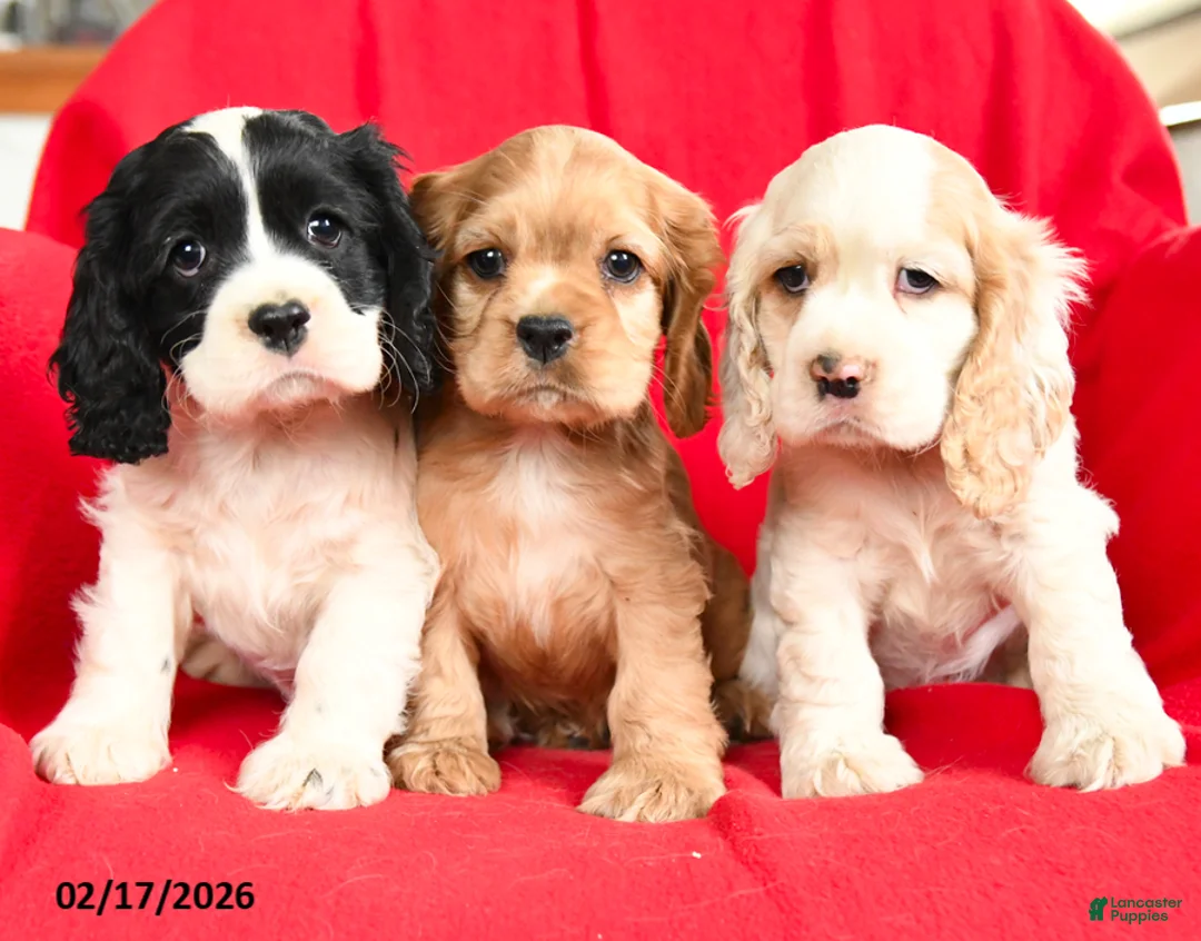 English Cocker Spaniel dogs for sale: Luther - Ad 5