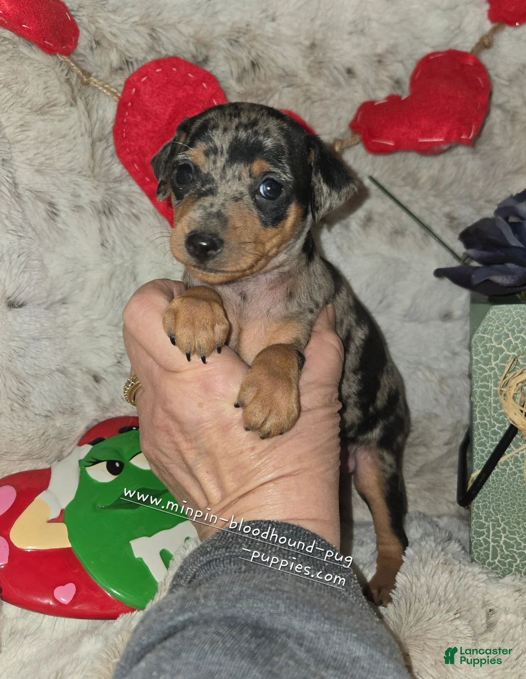 Miniature Pinscher dogs for sale: Daisy black tan tweed merle - Ad 3